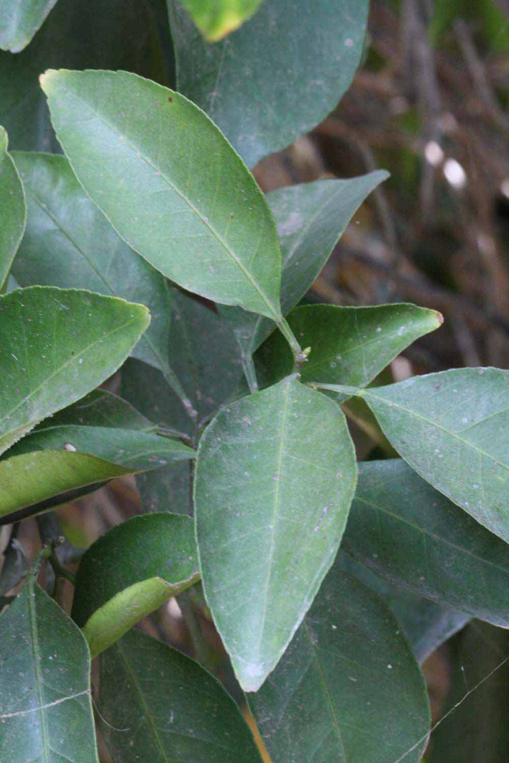             Shade leaves (Riverside, CA)       